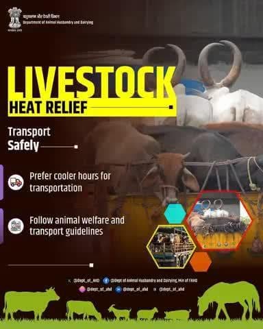 Livestock Heat Relief
Transport Safely
Transport animals during cooler hours and always follow animal welfare guidelines to reduce stress and heat-related issues.
#AnimalTransport #LivestockCare #HeatRelief