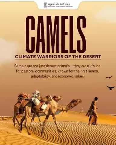 Camels: Climate Warriors of the Desert Not just animals, but a lifeline. Known for resilience, adaptability, and value—camels empower pastoral communities across arid lands.
#WorldCamelDay2025 #ClimateWarriors #DesertLifeline