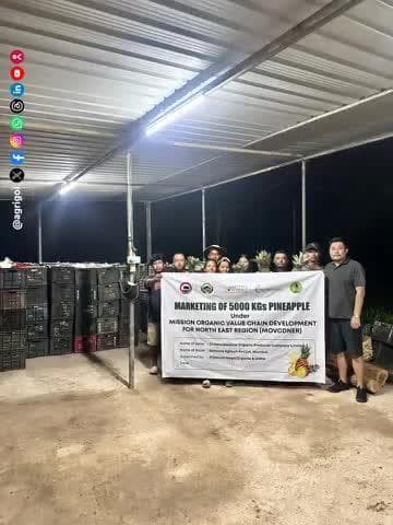 NE pineapples shine nationwide! 5 MT of organic Kew pineapples airlifted from Nagaland to Mumbai under #MOVCDNER.