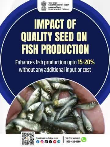 Investing in the right seed is the first step towards sustainable and profitable aquaculture.
#BlueRevolution #FisheriesIndia #FishSeed #Aquaculture #DepartmentOfFisheries