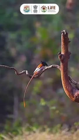A mindful morning with nature leads to a sustainable day ahead! #MorningFromTheNature #MissionLiFE #ProPlanetPeople @moefcc @railminindia @gmblw