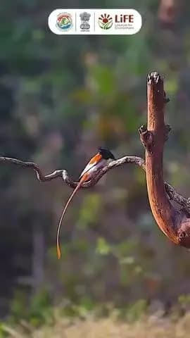 A mindful morning with nature leads to a sustainable day ahead! #MorningFromTheNature #MissionLiFE #ProPlanetPeople @moefcc @railminindia @gmblw
