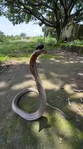 #snake #bihar #muzaffarpur #bharat #cobra #bjpindia