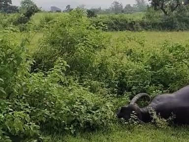 pikargarh Panchayat ke Haryana gaon mein Se bhara hun Yadav ke bahan 11 hajar tar se maut ho gai