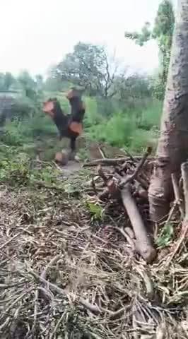 जिला गोंडा ब्लोक कर्नल गंज
गांव सरैया मे आबेद हरे आम के पेड़ की कतई की जा रही
कोई भी कारवाई नाही की जा रही
#वन बिहाग