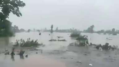 दमोह जिले की व्यारमा नदी के कारण जबेरा -तेंदूखेड़ा के लोगो का जीवन हुआ अस्त व्यस्त😭 #mpnews #news
#komal_ahirwar_मूकनायक #reelsinstagram #india #bsp #damoh