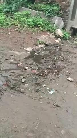 एक जिला कलेक्टर का काम होता है वह अपने गांव की तरफ भी देखकर एक एक बार सर्वे करें सरगांव कैसा है, please share my 311806