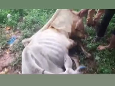दमोह जिला के ग्राम जोरतला खुर्द में दो गायों पर धारदार हथियार से हमला#bajrangdal