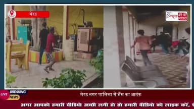 मेरठ नगर पालिका में भैंस ने मचाया जमकर उत्पात, दरवाजे-खिड़कियां तोड़ीं, कर्मचारियों में अफरा-तफरी
#मेरठ #नगर #पालिका