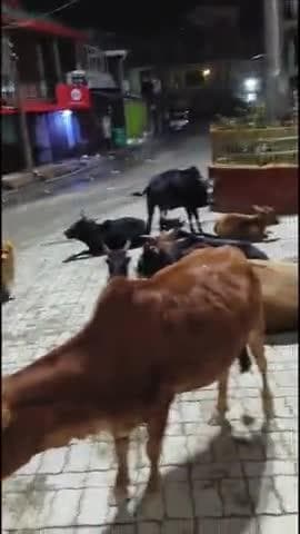 हरिपुरधार: हरिपुरधार में बेसहारा पशुओं की संख्या बढ़ी, स्थानीय लोग और वाहन चालक परेशान