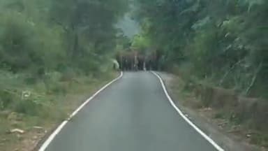 குந்தா: கெத்தை சாலையில் 108 ஆம்புலன்ஸ் வாகனத்தை வழி மறித்த ஏழு காட்டு யானைகள்