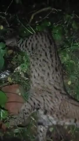 kali mandir haldwani rod par accident se hui guldar ke bache ki hui dardnak mot