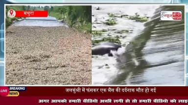 मथुरा: फरह क्षेत्र के पींगरी गांव में जलकुंभी में फंसकर एक भैंस की दर्दनाक मौत, घटना से ग्रामीणों में भारी नाराजगी
#मथुरा #फरह #पींगरी #जागरण