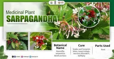 Medicinal plants are nature’s gift to our well-being. They help heal, strengthen immunity, & support sustainahealth-without harming the environment. Let’s preserve and promote their use for a healthier future. #MedicinalPlants