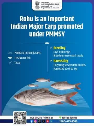 PMMSY is helping our fishermen cultivate high-quality Rohu—a delicious and nutritious protein for all.
#PMMSY #FishermenFirst #RohuCultivation #ProteinRich #BlueRevolution