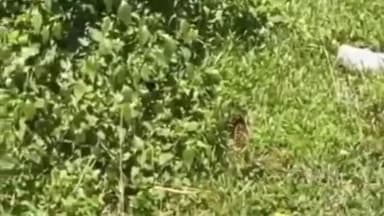 ঢকুৱাখানা ভাগ: জামুগুৰিৰ গোহাঁই গাঁৱত উদ্ধাৰ হোৱা প্ৰকাণ্ড এডাল অজগৰ সাপ সুকলমে এৰিলে ঢকুৱাখনা বনাঞ্চলত বন বিভাগে