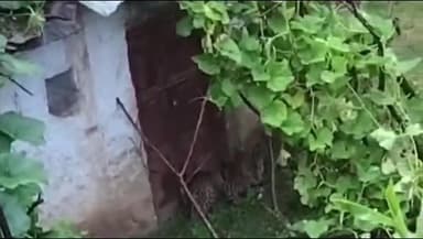 डुंडा: धनारी पट्टी के भवान गांव में एक घर के आंगन के बाहर गुलदार दिखने से ग्रामीणों में दहशत, गुलदार घायल अवस्था में है
