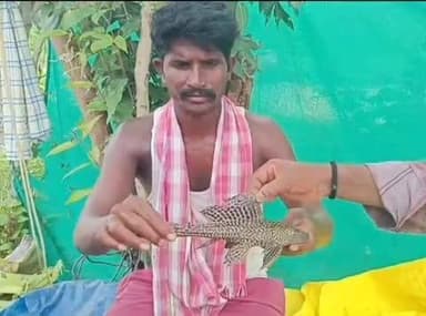 పినపాక: ఒంటినిండా ముళ్ళతో జాలర్లకు చిక్కిన వింత చాప