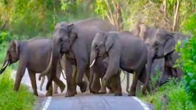 हाट गम्हरिया: वन विभाग हाथियों के कॉरिडोर में आने वाले गांवों के ग्रामीणों को कर रहा सतर्क