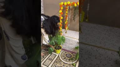 #shortvideo Ganpati Bappa Morya #viral #trending #ganpatibappamorya #decor #ganpati