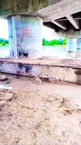 आज फिर से पचावली गांव में पानी घुसने की संभावना है पचावली का पुराना पुल डूब चुका है तूफान पर है सिंध नदी