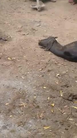 Jila Mahoba Darhat maph par kariya sap ne bakri ko dasha jise bakri ki hui mot or ajgar saap ko khoj nikla or ushe jinda