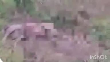 कोटला: कोटला में बुरी हालत में मिले 2 सांभरों के शव, सोशल मीडिया पर वीडियो हुआ वायरल