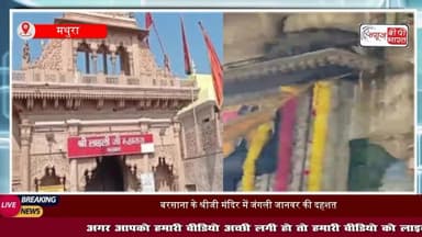 #बरसाना के श्रीजी #मंदिर में जंगली #जानवर की दहशत, श्रद्धालुओं में अफरा-तफरी,
#ShrijiMandir