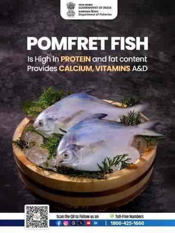 Pomfret isn't just a treat for your taste buds, it's a treat for your body. It boosts brain function and helps improve your eyesight.
#Pomfret #HealthyEating #BrainHealth #EyeCare #SeafoodLovers #EatFishStayHealthy