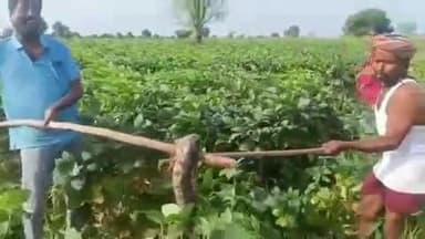 बिलोली: शेतकरी बांधवांनो सावधान! सोयाबीनच्या शेतात जाताय तर हा व्हीडिओ नक्की पहा, अजगरचा व्हीडिओ होतोय व्हायरल