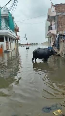 प्रयागराज में फिर से बड़ा गंगा जमुना का जलस्तर इलाकों में घुसा पानी #prayagrajnews #floodinprayagraj