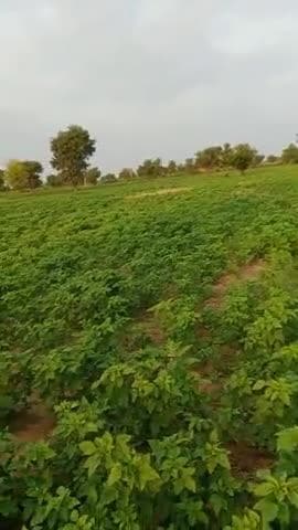 भादवा महीने में बरसात से खेतों में लोटी रौनक #agriculture #az