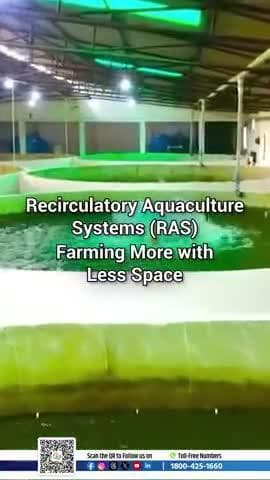 Smart farming with minimal resources—RAS is the future of aquaculture!
#RAS #PMMSY #SmartAquaculture #WaterConservation #FisheriesIndia #BlueEconomy