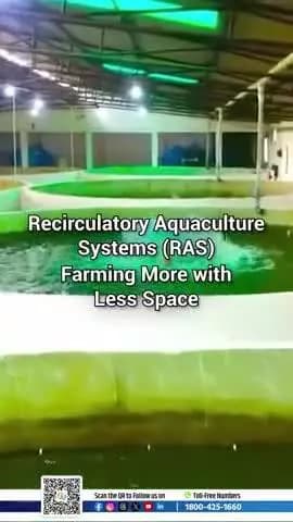 Smart farming with minimal resources—RAS is the future of aquaculture!
#RAS #PMMSY #SmartAquaculture #WaterConservation #FisheriesIndia #BlueEconomy