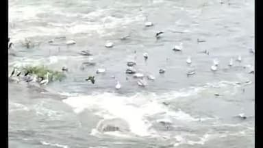 నాంపల్లి: మూసి ప్రాజెక్ట్ కు జలకళ విదేశీ పక్షుల సందడి