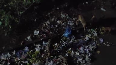 வண்டலூர்: பூங்காவிலிருந்து வெளியேறிய மான்கள் -  சாலையில் சுற்றி திரிவதால் பரபரப்பு