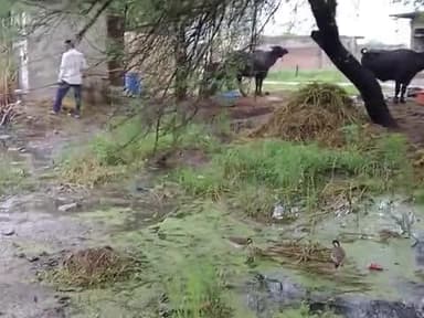 gram panth piploda      jila.   ratlam.  th.  tal.       me sarpanch mantri nalle ko lekar koi kary nhi kar rhe #viral