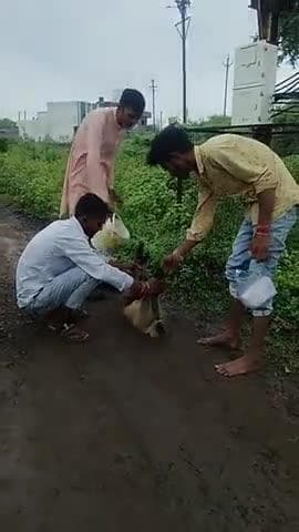 ब्यावर वाको सिटी में तालाब के पास 11 कवि की लाइट से एक पेड़ के ऊपर से बंदर गिर गया जिससे उसकी मृत्यु हो गई है