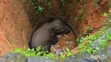 കോതമംഗലം: എറണാകുളം കോട്ടപ്പടിയിൽ കിണറ്റിൽ വീണ കാട്ടാനയെ 11 മണിക്കൂറിനു ശേഷം രക്ഷപ്പെടുത്തി