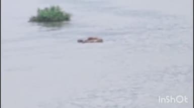 കോതമംഗലം: കുട്ടമ്പുഴ പൂയംകുട്ടി പുഴയിൽ രണ്ട് കാട്ടാനകളുടെ മൃതദേഹം ഒഴുകിയ നിലയിൽ കണ്ടെത്തി