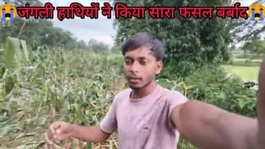 😭जंगली हाथियों ने किया सारा फसल बर्बाद😭😭 @jh_phani_mahto#Gola#reelsvideo #ytshort #ytshort #shorts #kumhardaga