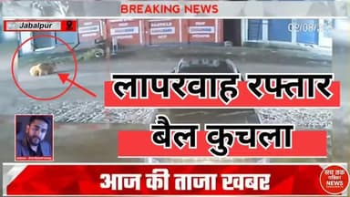🔴 तेज रफ्तार कार ने बैठे बैल को कुचला, गाड़ी हवा में उछली! | #वायरलवीडियो #RoadSafety #पशुअधिकार #सचतकपत्रिकाNEWS