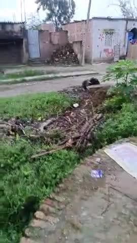 उत्क्रमित विद्यालय चांदपुर रामनगर जिला समस्तीपुर थाना उजियारपुर भाया दलसिंहसराय पोस्टरबेला में पिन कोड 8481 14 यह हमारे