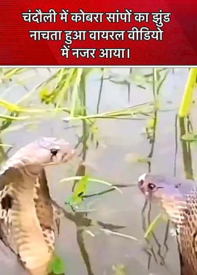 #चंदौली में कोबरा सांपों का झुंड नाचता हुआ एक महिला द्वारा बनाए गए वायरल वीडियो में नजर आया