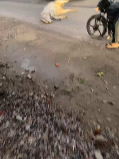 #bulandshar kudwal banaras cow deth to accident