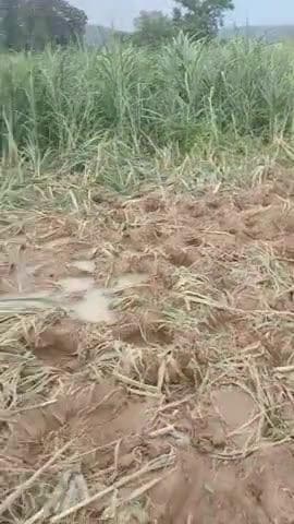 barkagoan:balodar goan main hanthiyo ke jhund ne 1lakh se jyada nukshan chhatigrast kiya