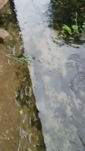 ये हाल है अकोढ़ी पंचायत का | जब पंचायत का ये हाल है तो आप सोचे बाकि क्या विकाश हो रहा है
#pmo #panchayat #bhabua #bihar