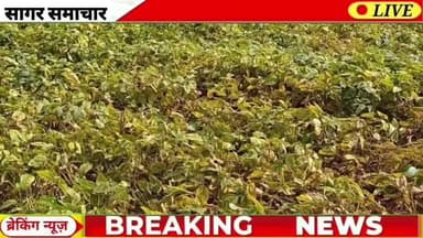आज 09 सितम्बर 2025 सागर जिले की 10 बड़ी ख़बरें फटाफट। #sagarnews #garhakota
#सागर #सागरसामाचार #sagar #sagarnewshindi