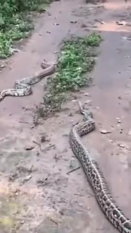 कलेसर नेशनल पार्क में दिखा अजगर का जोड़ा, वीडियो वायरल