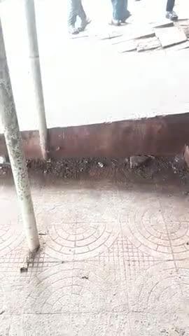 जिला अस्पताल छिंदवाड़ा के पंजीयन खिड़की कार्यालय के सामने अति गंदगी कोई कर्मचारी उपलब्ध नहीं दोपहर 11 बजे प्रबंधन चुपचाप